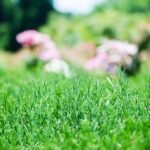 Late Summer Lawn Check