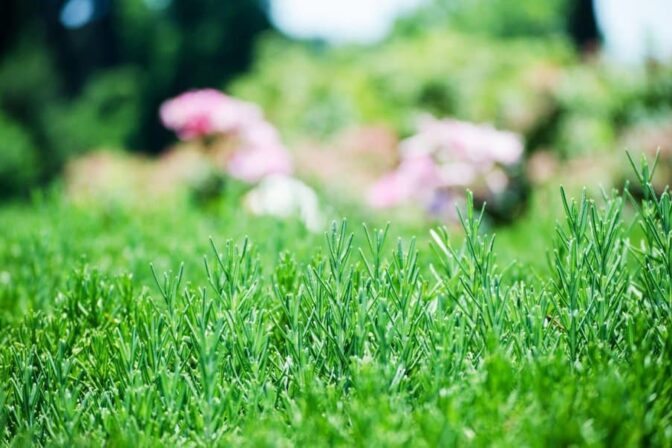 Late Summer Lawn Check