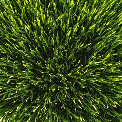 Late Summer Lawn Check Westchester and Fairfield