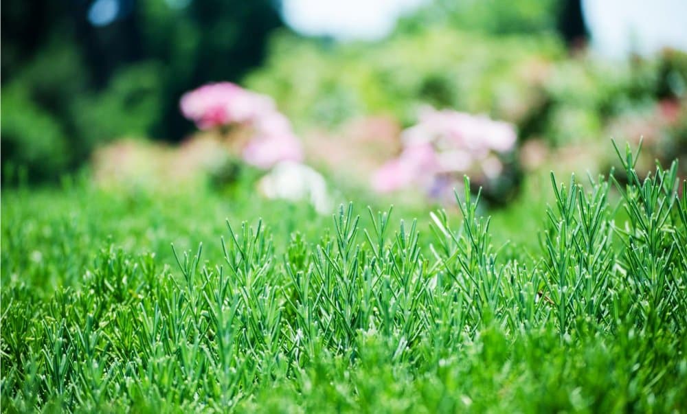 Late Summer Lawn Check