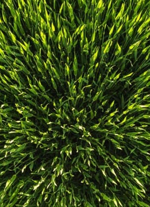Late Summer Lawn Needs in Our Region