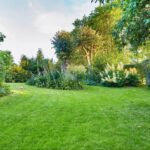 Smart Late-Summer Lawn Services